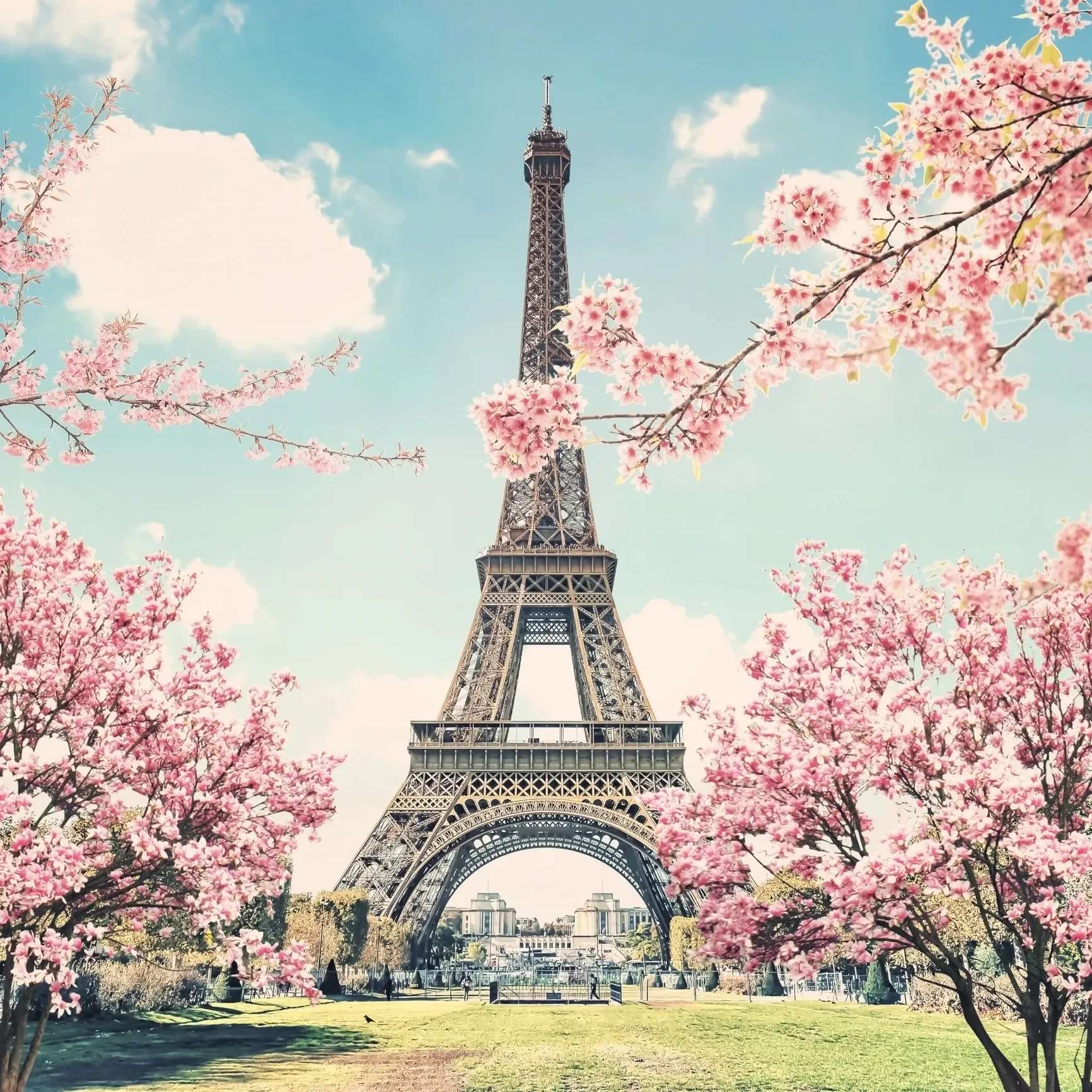 The Eiffel Tower in Paris in spring in the centre and branches with pink blossoms protruding into the picture from both sides.